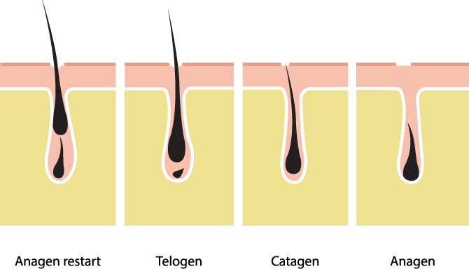 Understanding the hair growth cycle